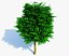 Realistic Tree