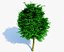 Realistic Tree