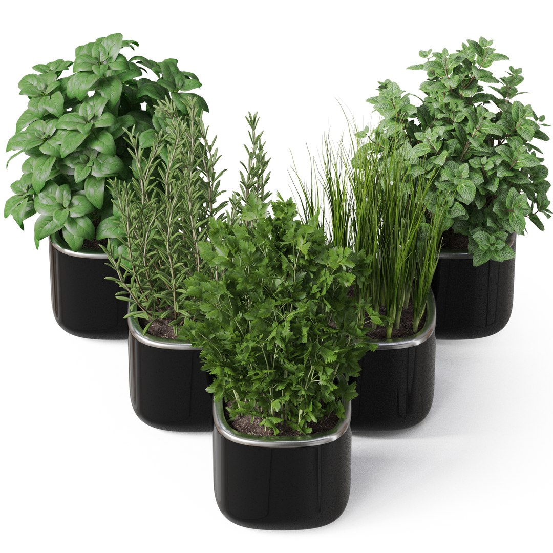 Растение houseplants d8 h35
