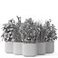 Plants collection 261