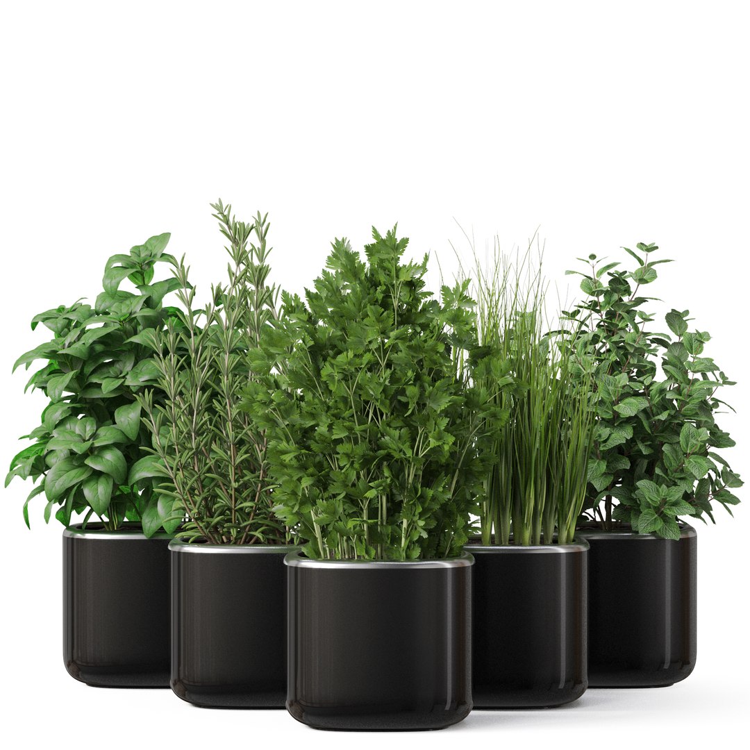 3D plants 261 https://p.turbosquid.com/ts-thumb/SY/TXQXUk/Sl/plant_261_01/jpg/1667710951/1920x1080/fit_q87/d4e4d90ad27feee10e9d335a34be068fb3b5472a/plant_261_01.jpg
