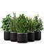 Plants collection 261