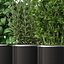 Plants collection 261