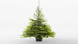 Norway spruce