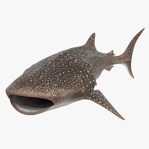 Whale Shark Rigged For Blender Animated Set