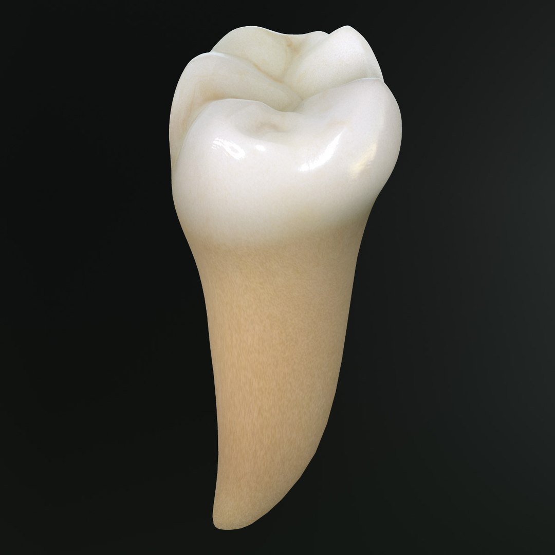 Tooth Lower Molar Max