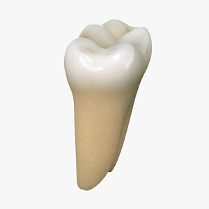 tooth lower molar max