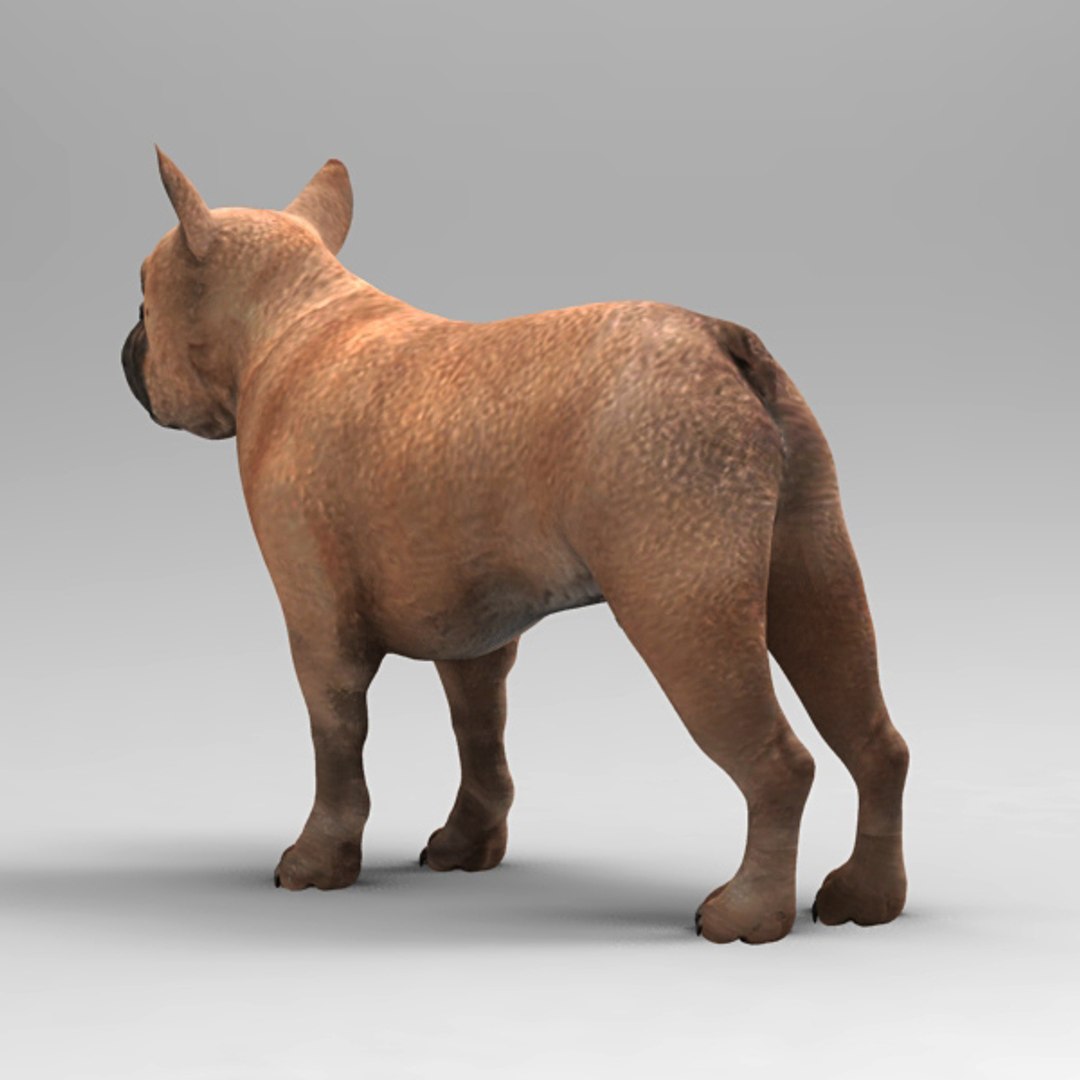 French Bulldog 3d Model