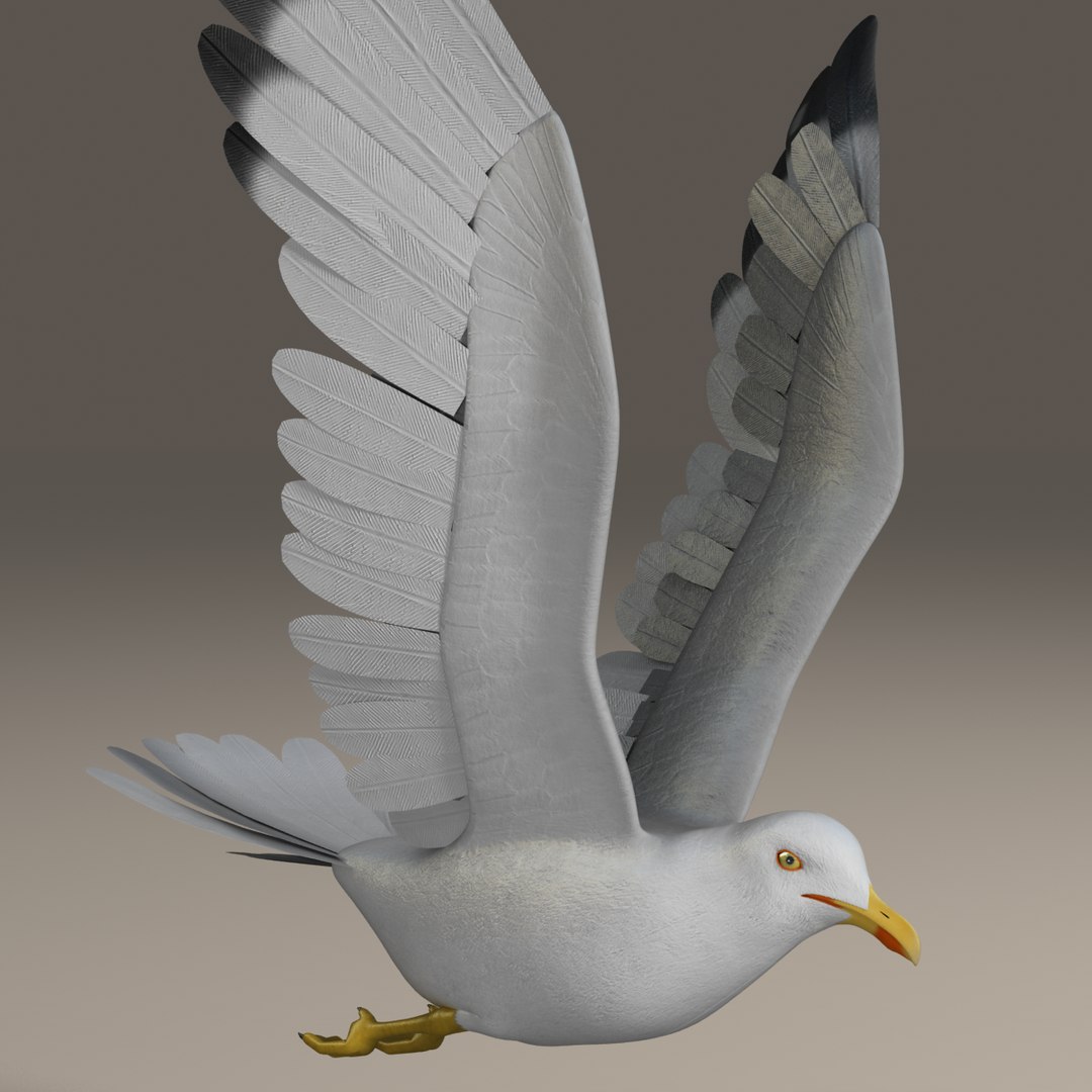 seagull rigged 3d max