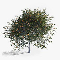 Mandarin Tree