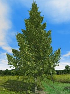 Tree fir