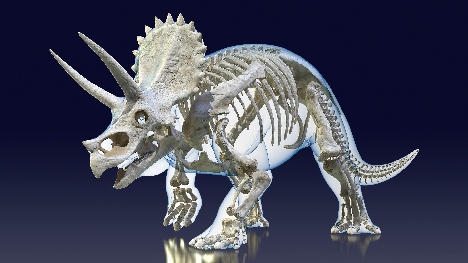 Triceratops Skeleton Walking Pose with Transparent Skin 3D model preview
