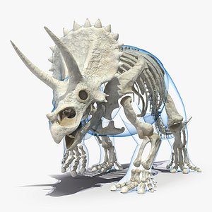 Triceratops Skeleton Walking Pose with Transparent Skin