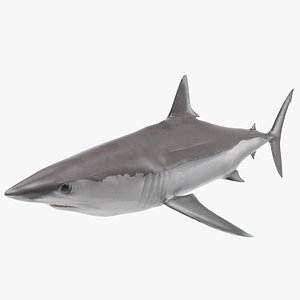 3D model Realistic Shortfin Mako Shark Rigged for Maya