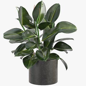 3D ficus