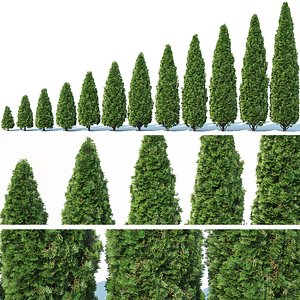 Thuya occidentalis # 1 Smaragd 12 sizes