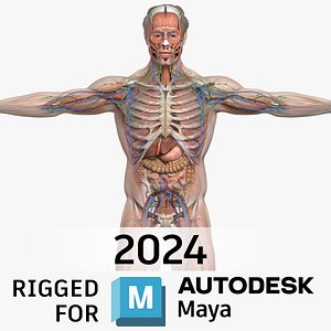 MAYA RIGGED  Complete Male Anatomy PACK V7 3D model