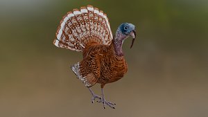 3D Bourbon Red Turkey model