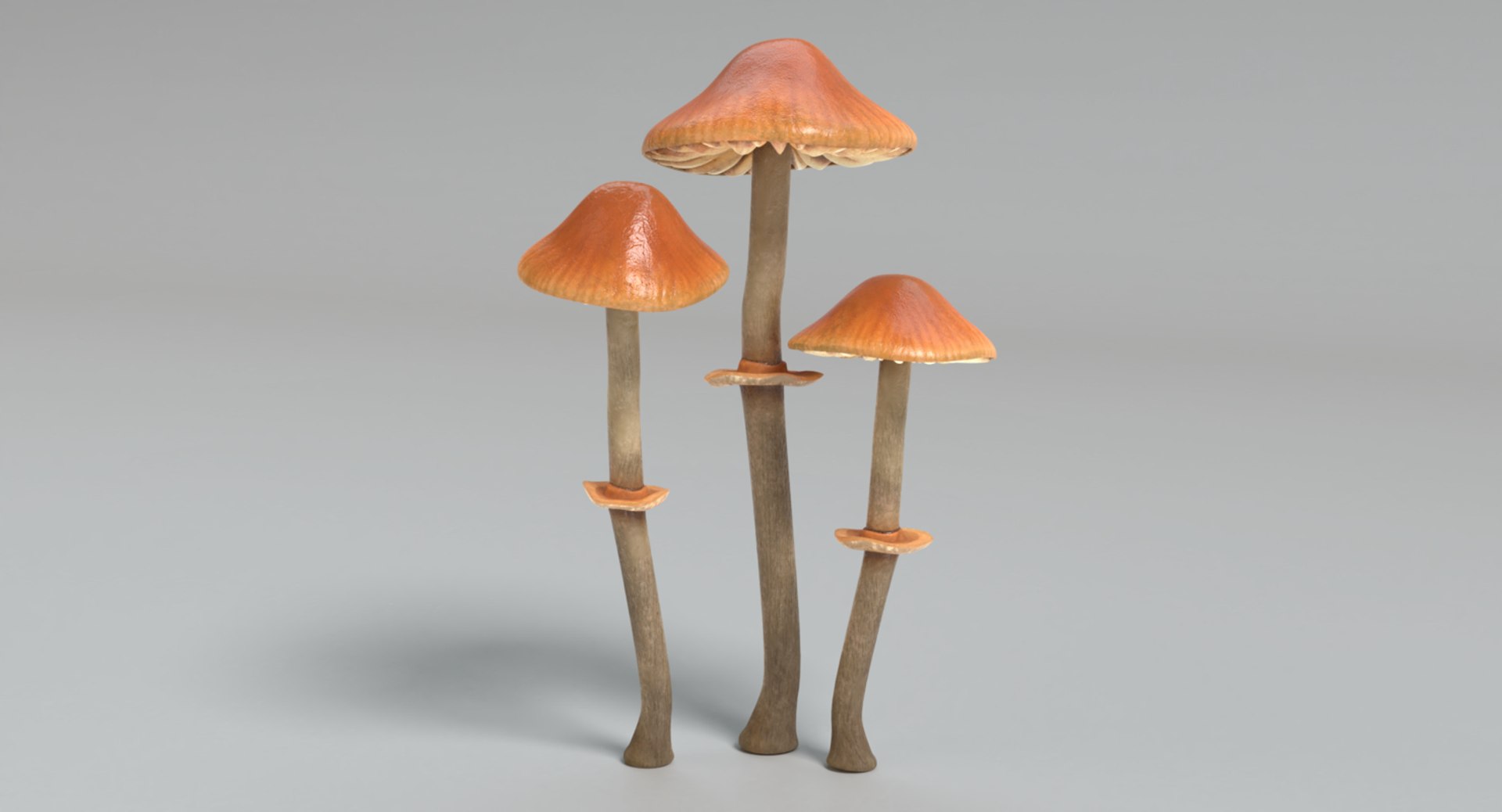3D mushroom amanita chanterelle morel TurboSquid 1407170