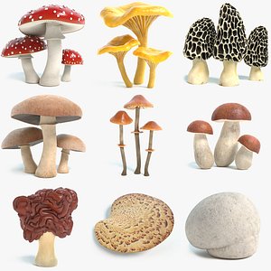 Mushroom Collection