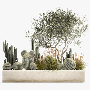 Cactus set in a flowerpot landscaping Olive tree 1105 3D