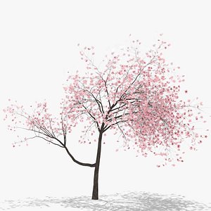 3D plum flowers hight model