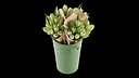 Flowers In Bucket 04