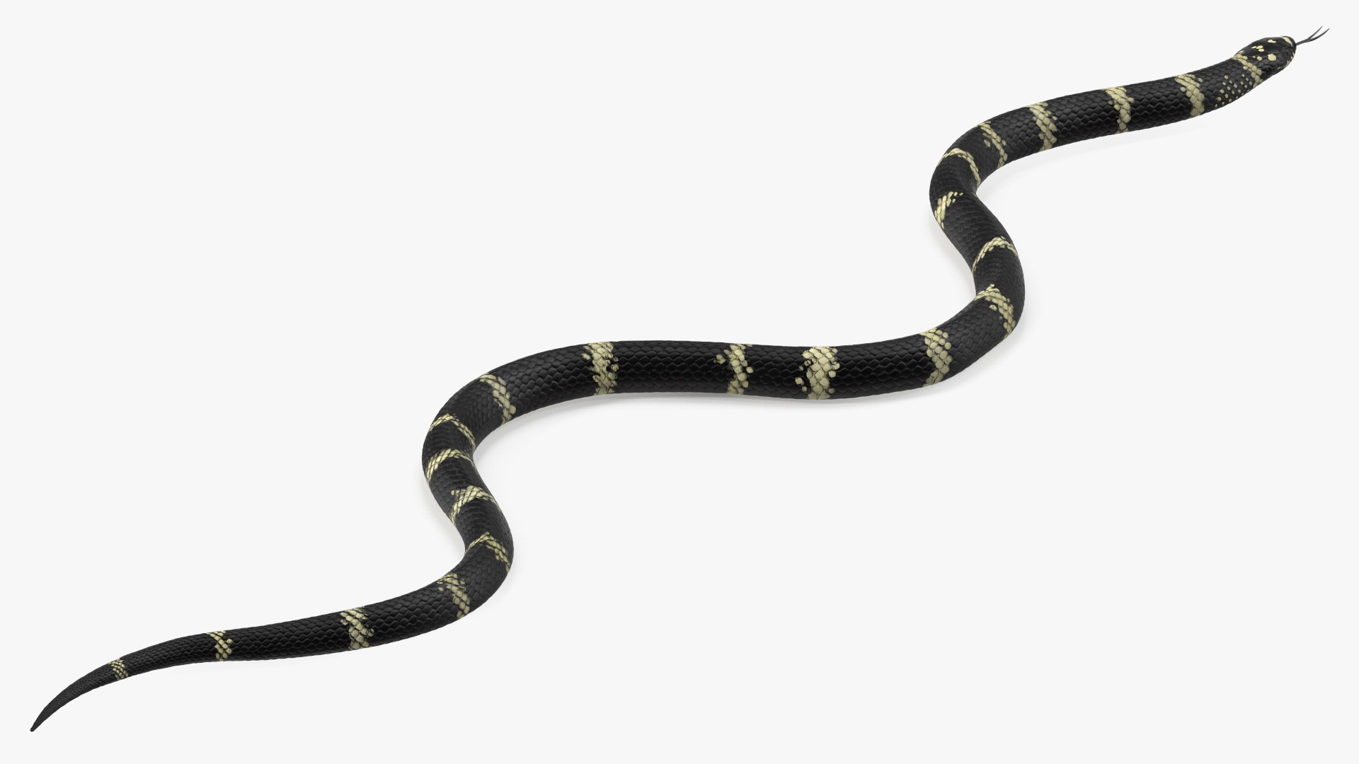 Eastern Kingsnake Rigged for Modo 3D model preview