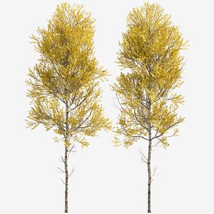 Set of Aspen or Populus tremuloides Tree - 2 Trees