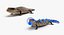 rigged lizards 2 3D model