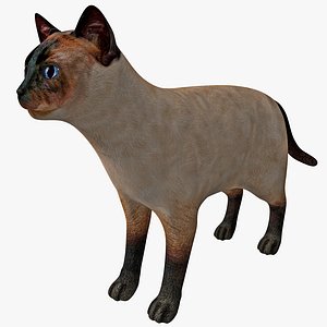 siamese cat rigged 3d model