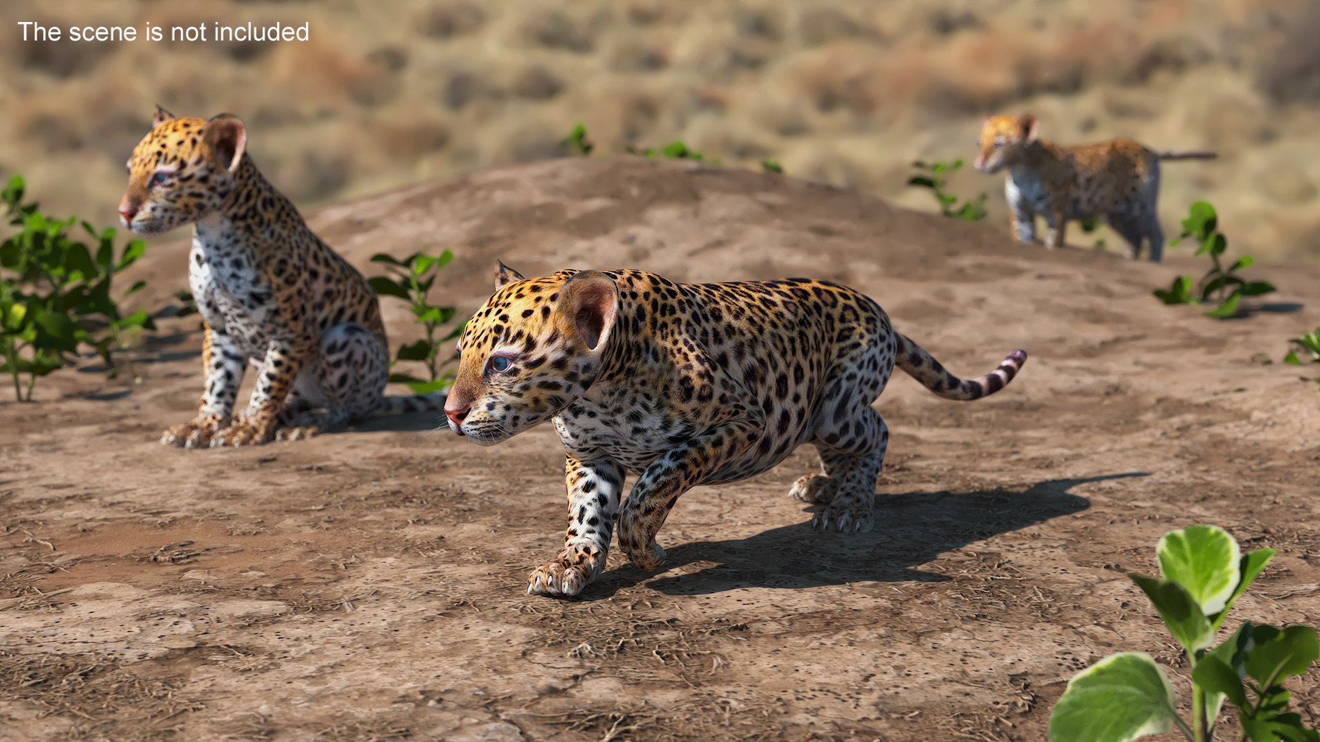 Leopard Cub Rigged For Cinema 4D Model - TurboSquid 2382812