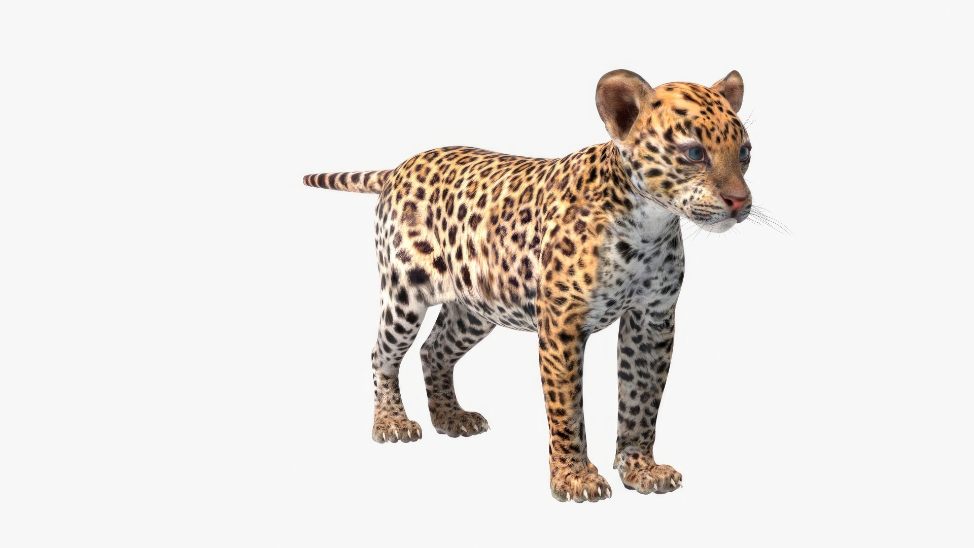 Leopard Cub Rigged For Cinema 4D Model - TurboSquid 2382812