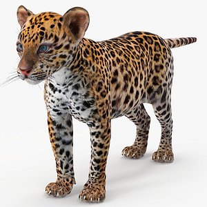 Leopard Cub Rigged for Cinema 4D model