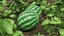 Round Stripped Watermelon