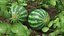 Round Stripped Watermelon