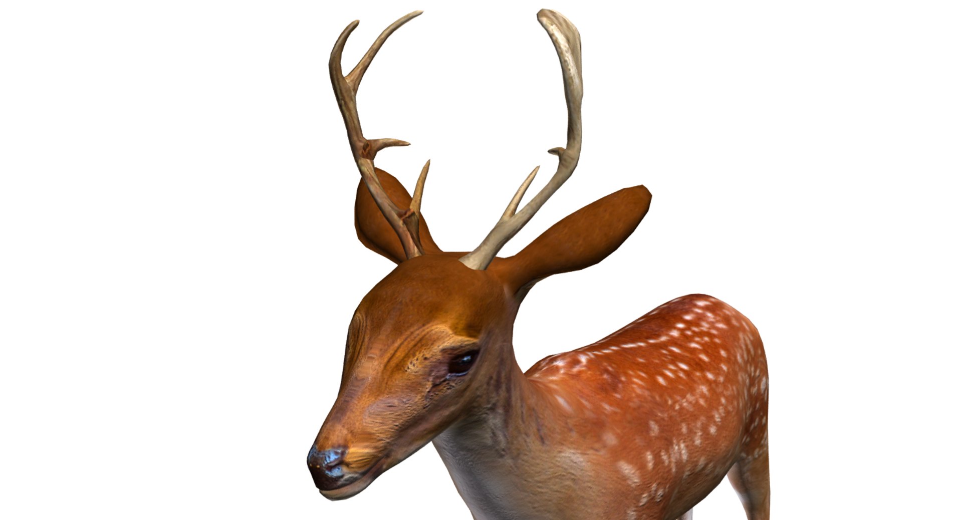 3D deer model https://p.turbosquid.com/ts-thumb/Sa/hj2c0J/0PESAGpm/11/png/1508751397/1920x1080/fit_q87/aac946421b743bb1f3628f981703216e62987f4e/11.jpg