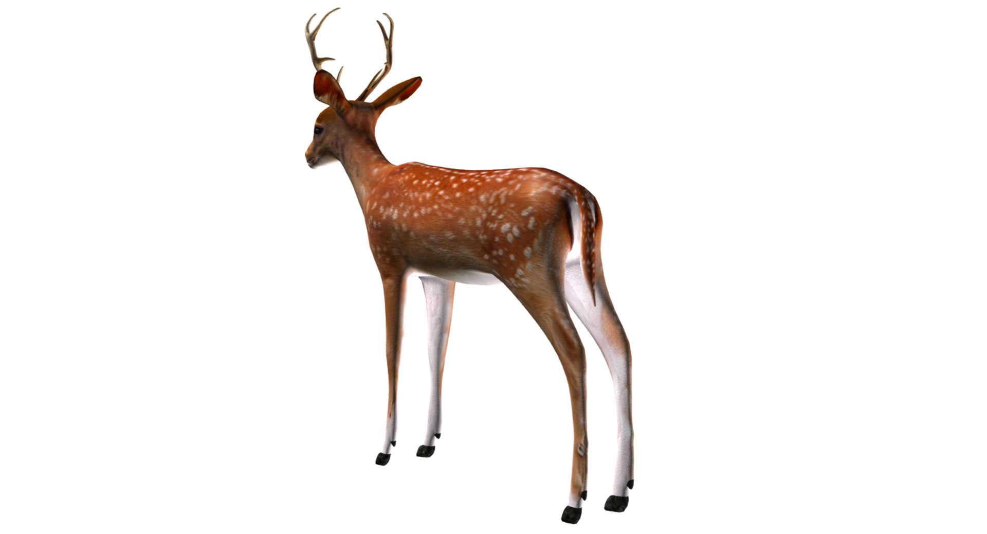 3D deer model https://p.turbosquid.com/ts-thumb/Sa/hj2c0J/1AASVoYQ/06/png/1508751397/1920x1080/fit_q87/6cd3dd12965463c9757dfc9019cf8ff4ffa86202/06.jpg