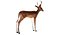 Deer Low Poly