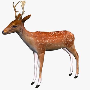 3D deer model