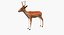 Deer Low Poly