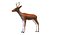 Deer Low Poly