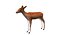 Deer Low Poly