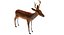 Deer Low Poly