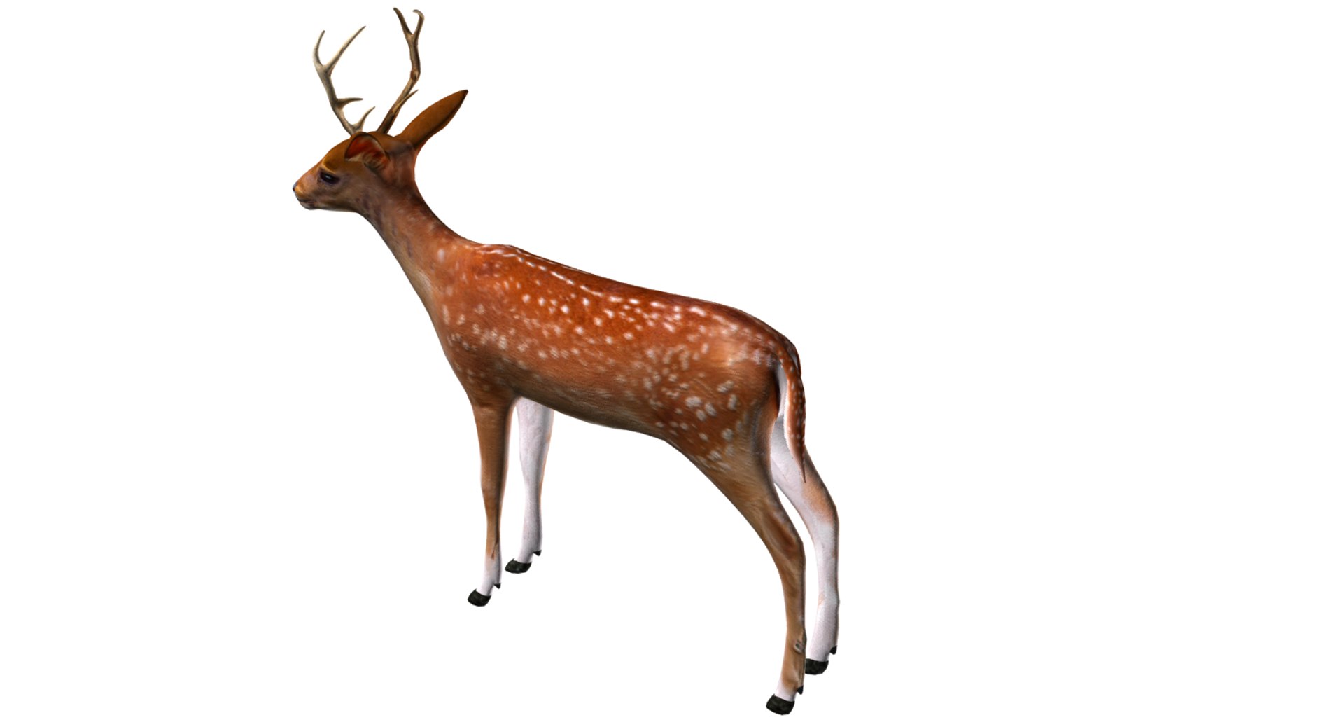 3D deer model https://p.turbosquid.com/ts-thumb/Sa/hj2c0J/v9wzfgz7/03/png/1508751397/1920x1080/fit_q87/fab8c0c14f976601b1197e651b641ddea8ef299b/03.jpg