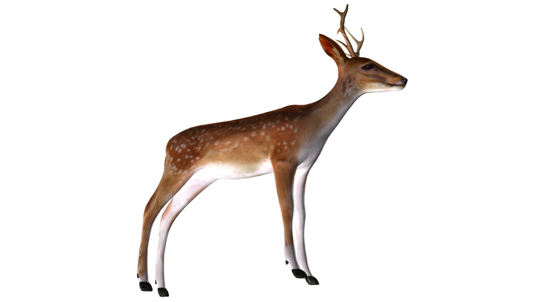 3D deer model https://p.turbosquid.com/ts-thumb/Sa/hj2c0J/weLDdPBV/01/png/1508751397/1920x1080/fit_q87/94fde5391b715af8b2c3cfb52097e501cd4cfd44/01.jpg