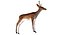 Deer Low Poly