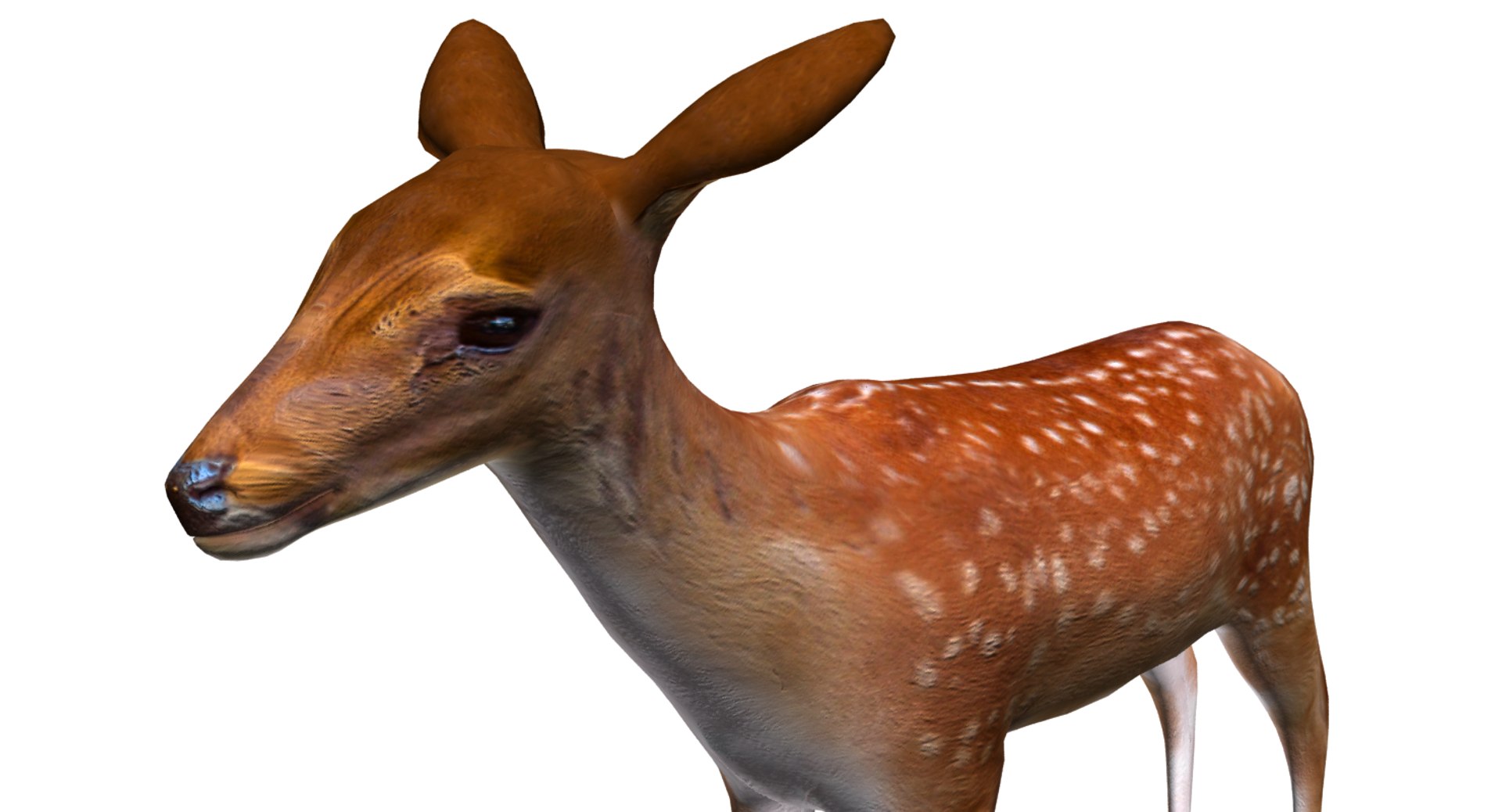 3D deer model https://p.turbosquid.com/ts-thumb/Sa/hj2c0J/yG6CMiiv/10/png/1508751397/1920x1080/fit_q87/c6072b566f7b58d6575d2f59f226fbeacb27138c/10.jpg