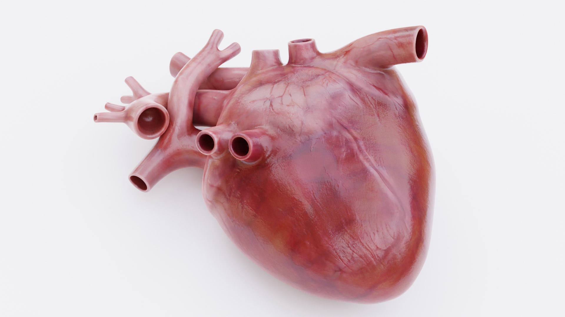 Heart Realistic 3D https://p.turbosquid.com/ts-thumb/Sa/kOM8Zq/QG/heartrealisticgh/png/1676817741/1920x1080/fit_q87/a029e4435252b61808885c7022c7388b2b67102f/heartrealisticgh.jpg