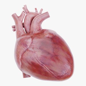 Heart Realistic 3D
